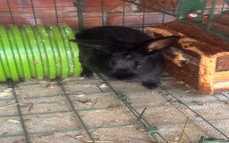 English rabbits for sale: Three male rabbits - free to a loving home - Image 2