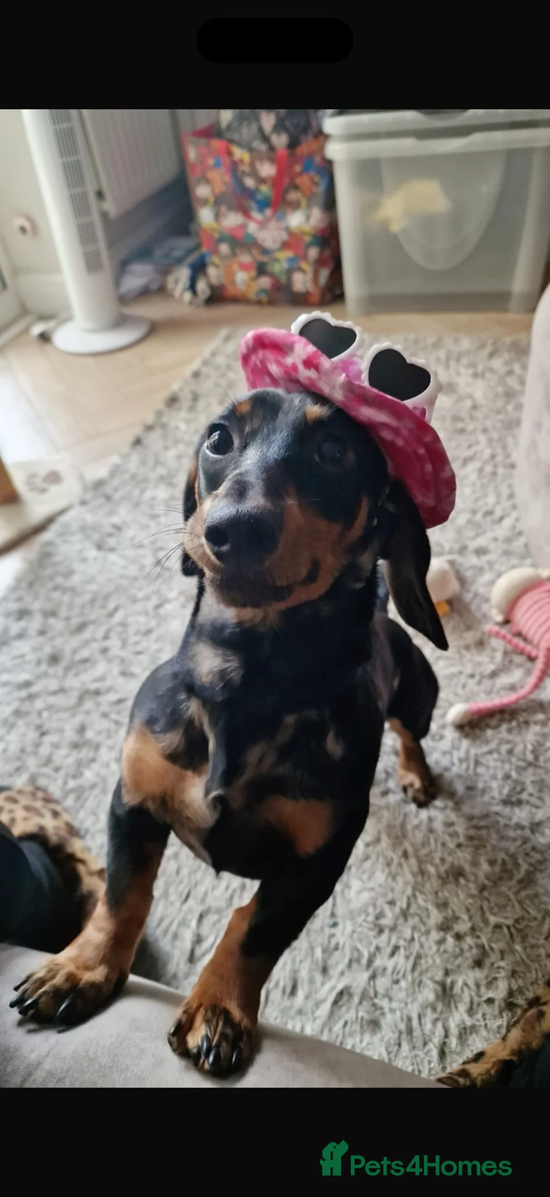 Miniature Dachshund dogs for sale: Miniature Dachshund - Advert 2