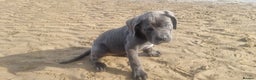 Cane Corso dogs for sale: Cane corso puppy - Advert 10
