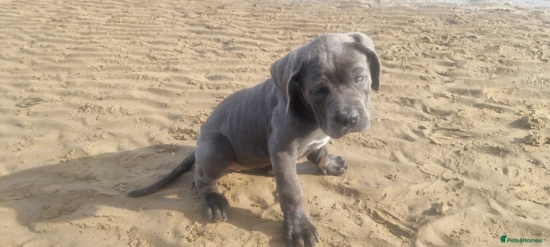 Cane Corso dogs for sale: Cane corso puppy - Advert 10