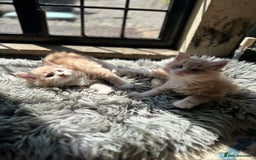 Maine Coon cats for sale: TICA registered pedigree Maine Coon kittens  - Image 11