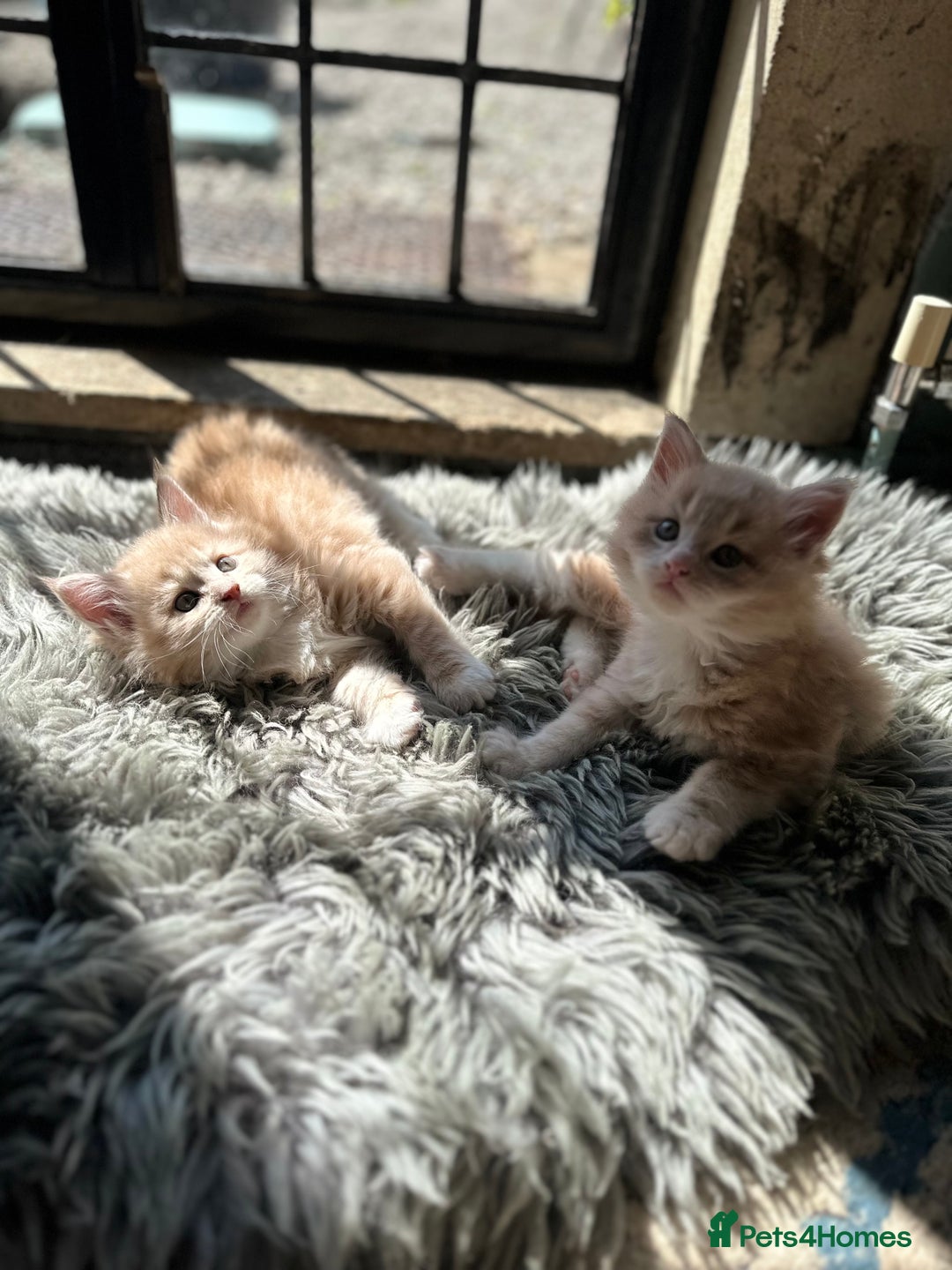 Maine Coon cats for sale: TICA registered pedigree Maine Coon kittens  - Image 11