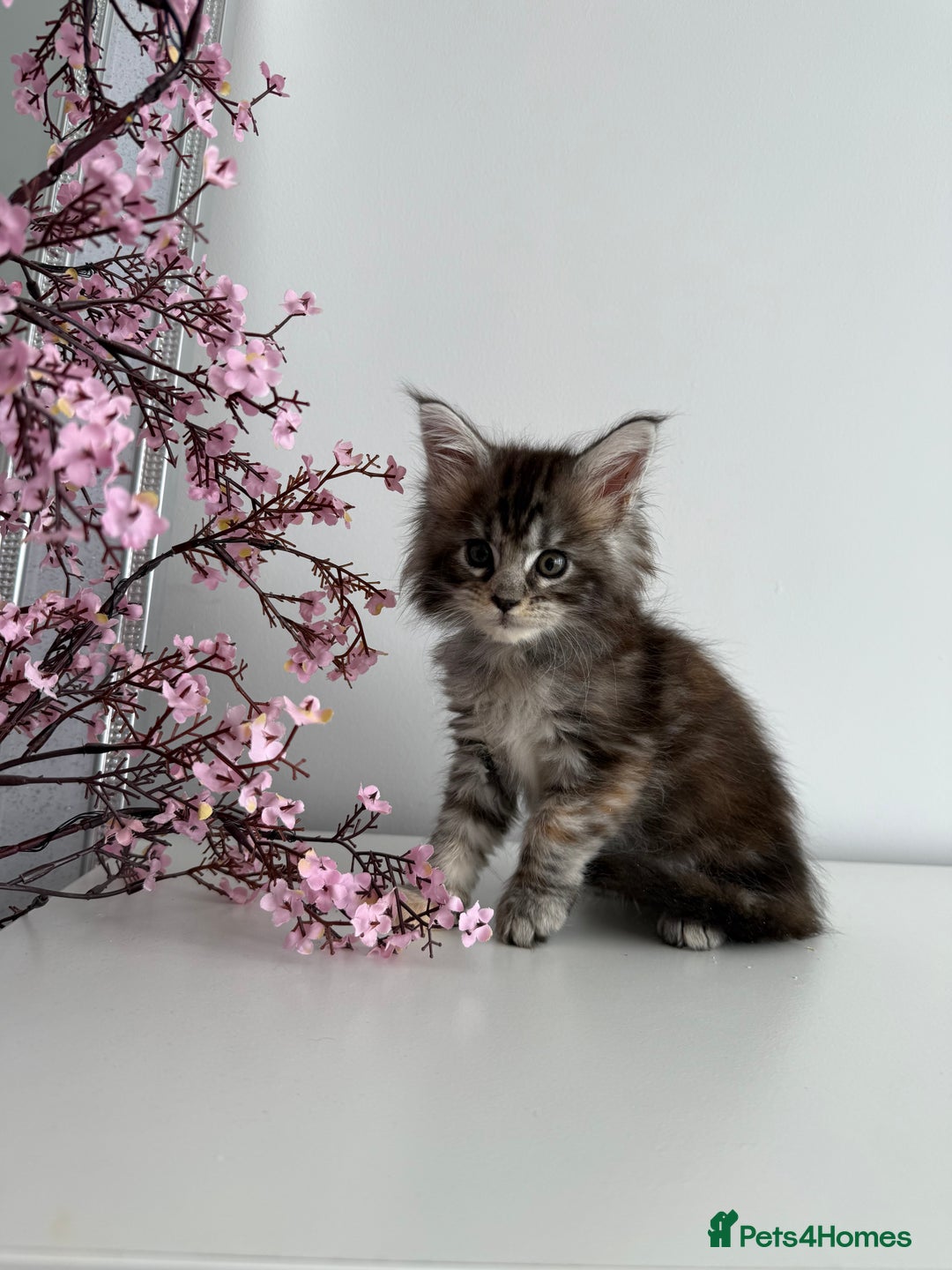 Maine Coon cats for sale: Stunning TICA Maine Coon girls - Image 10