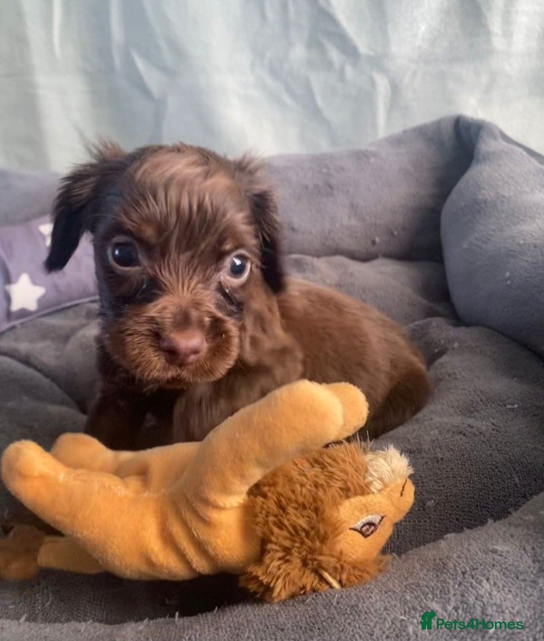 Cocker Spaniel dogs for sale: Cocker spaniel  puppies  - Advert 7