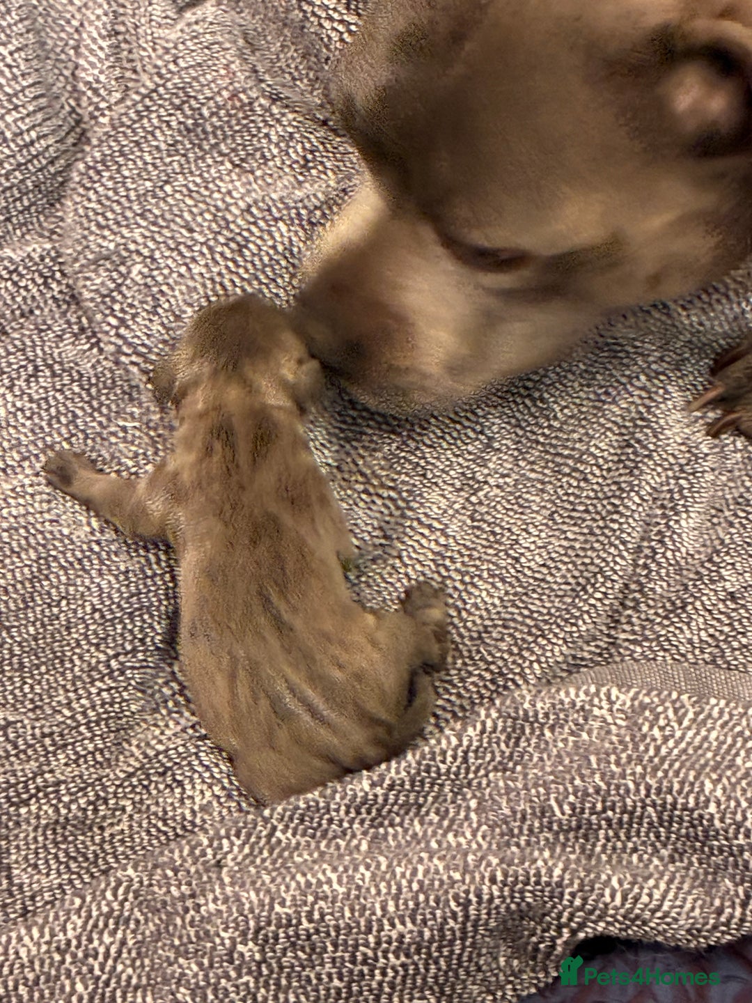 Staffordshire Bull Terrier dogs for sale: Pedigree Blue Staffordshire pups - Advert 5