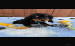 Cocker Spaniel dogs for sale: Show type cocker spaniel puppy’s  - Image 3