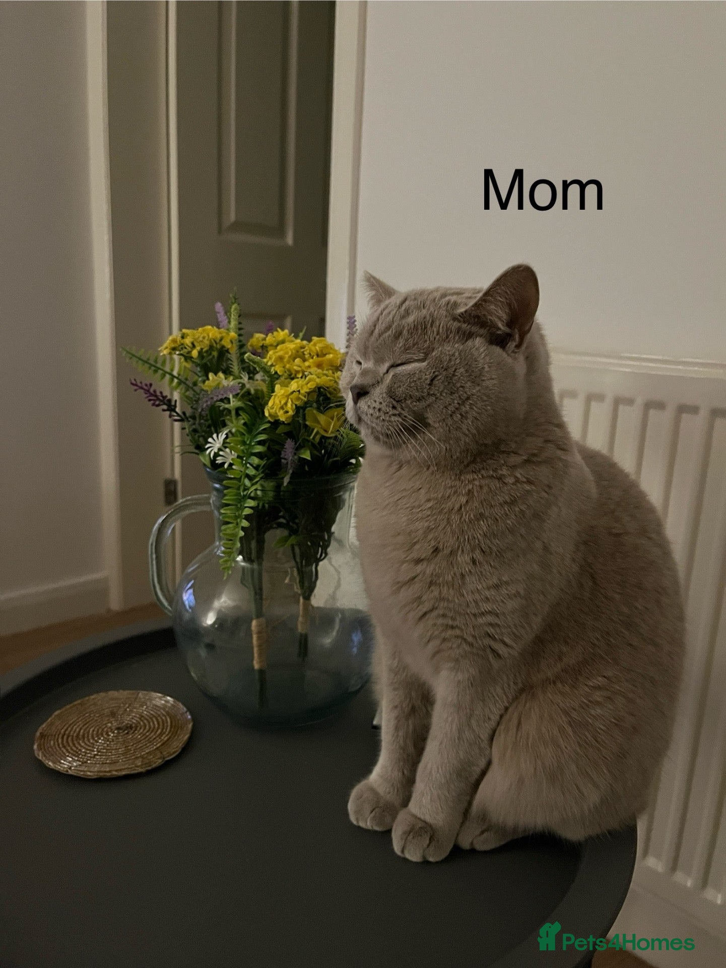 British Shorthair cats Cuteness beautiful British Shorthair kittens - Advert 1