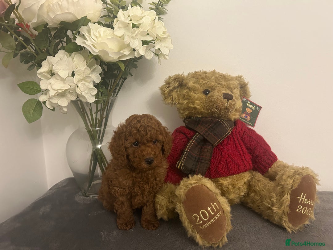 Cavapoo dogs for sale: outstanding Cavapoo’s, with heart tested parents - Advert 24