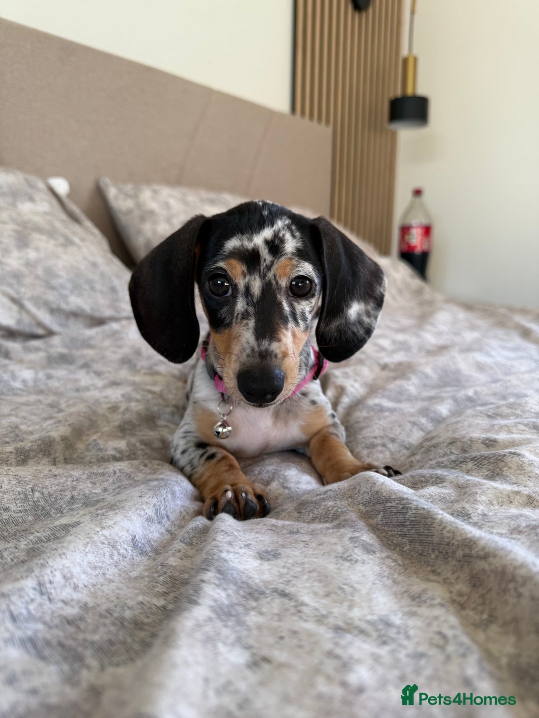 Miniature Dachshund dogs for sale: Miniature Dachshund  - Advert 2