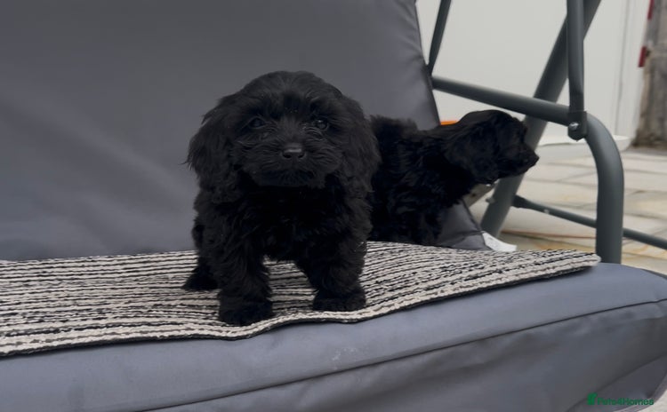 Cockapoo dogs - Advert 1