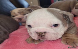 English Bulldog dogs for sale: English Bulldog puppies  - Image 13