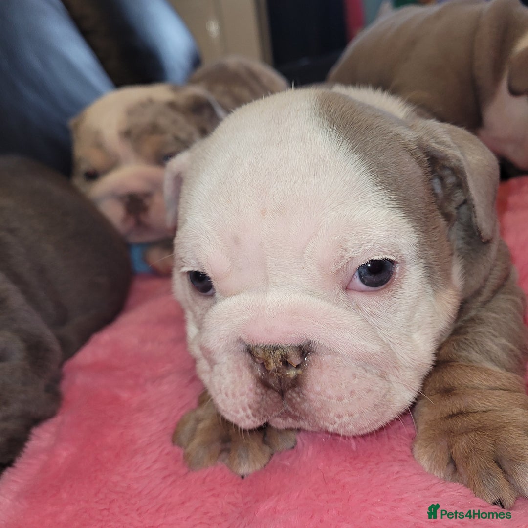 English Bulldog dogs for sale: English Bulldog puppies  - Image 13