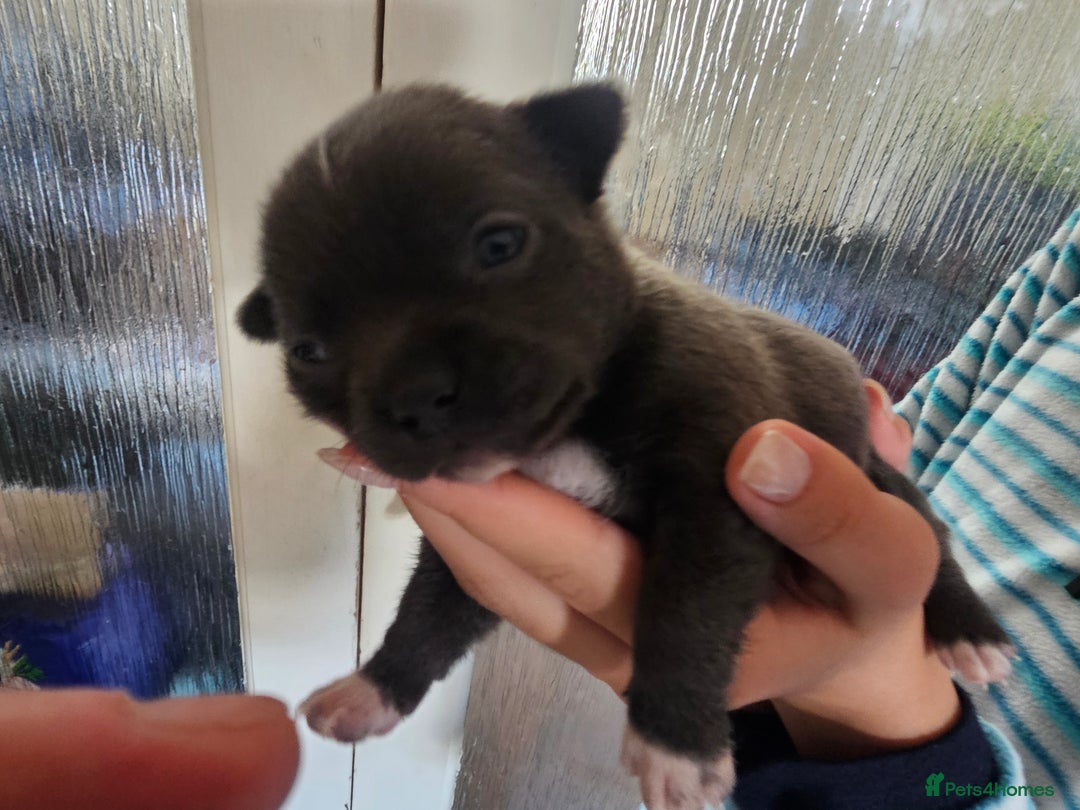 Chihuahua dogs for sale: 4 baby boy chiuaua  - Image 12