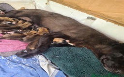 Mixed Breed dogs for sale: Belgian malinois x saint bernard - Image 10