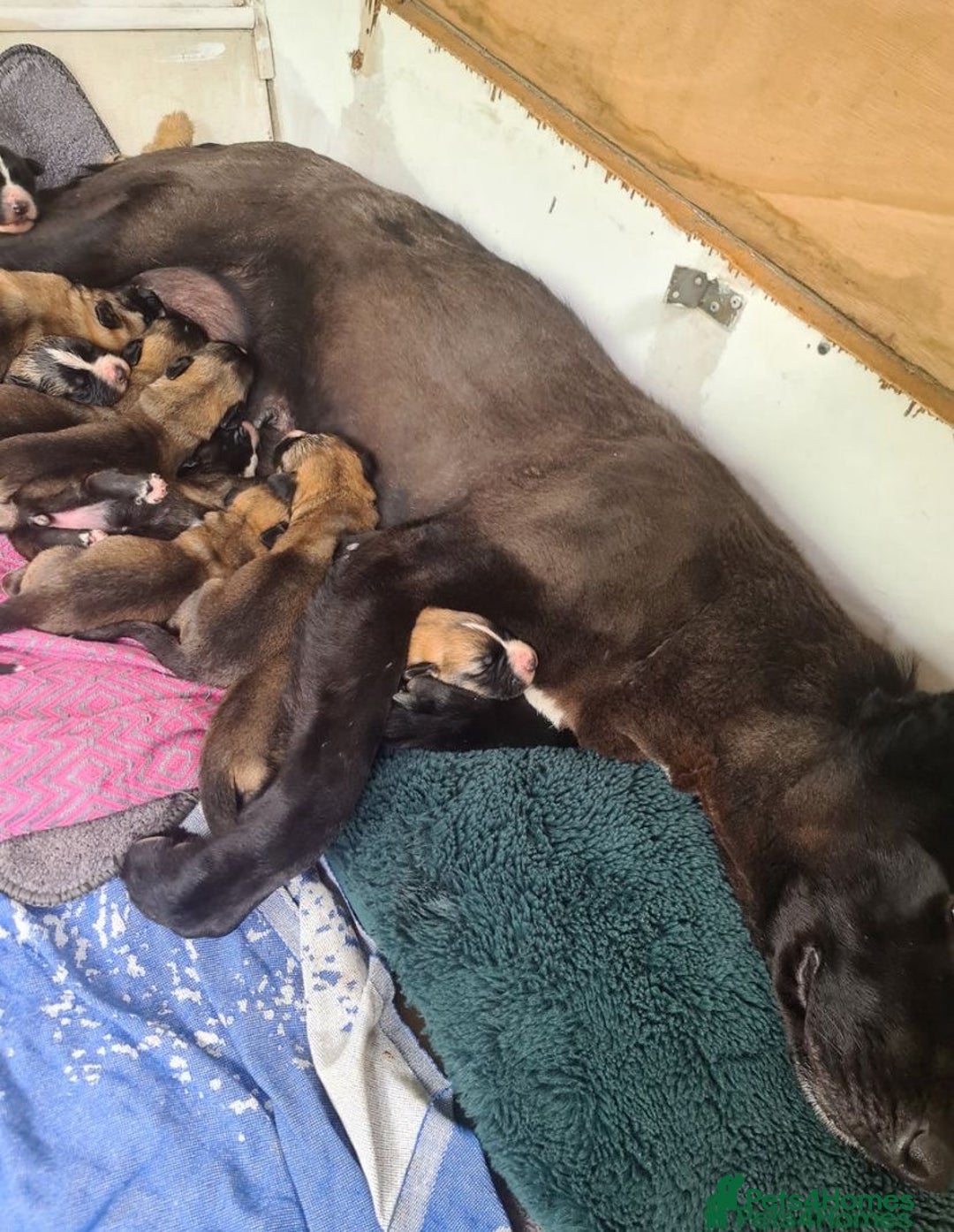 Mixed Breed dogs for sale: Belgian malinois x saint bernard - Image 10