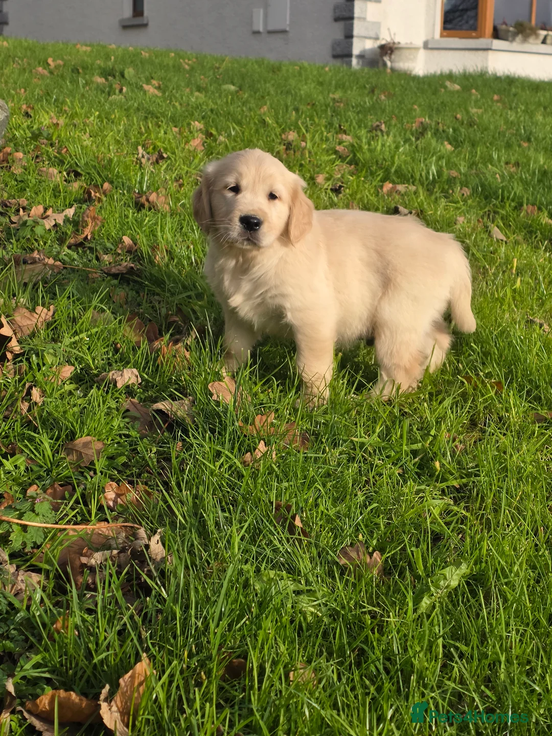 Mixed Breed dogs for sale: Stunning Golden Mountain pup's  - Advert 14