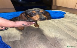 Dachshund dogs for sale: Miniature Dutchhound  - Image 4