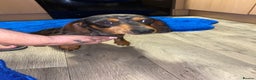 Dachshund dogs for sale: Miniature Dutchhound  - Advert 4