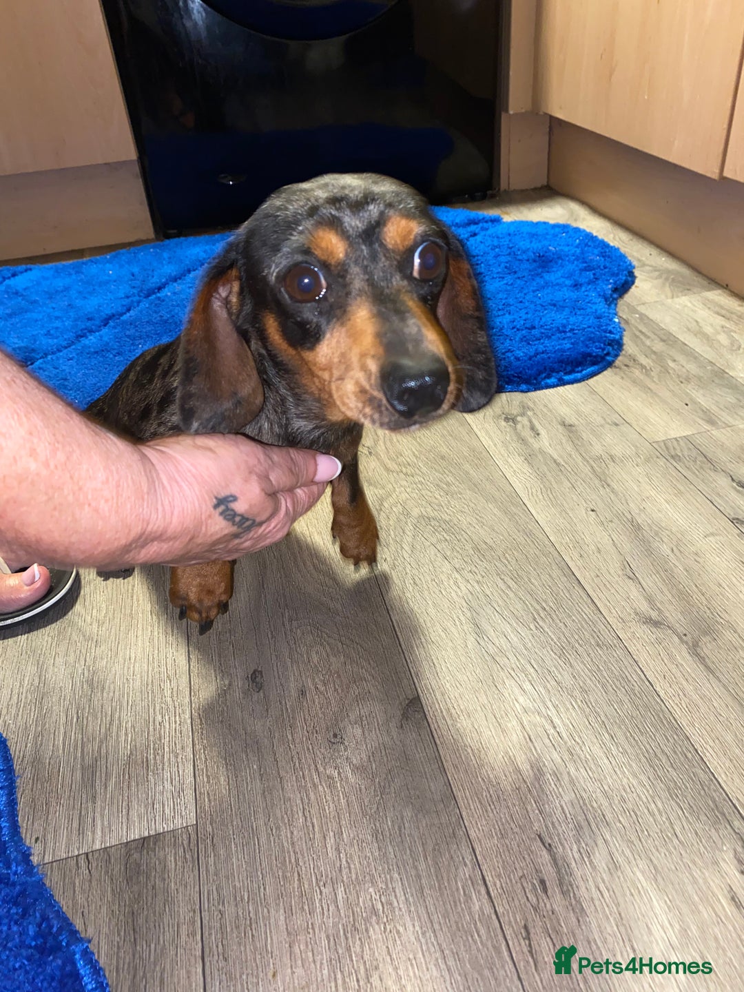 Dachshund dogs for sale: Miniature Dutchhound  - Image 4