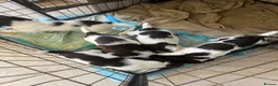English Springer Spaniel dogs for sale: Pedigree English Springer Spaniels in Chippenham - Advert 7