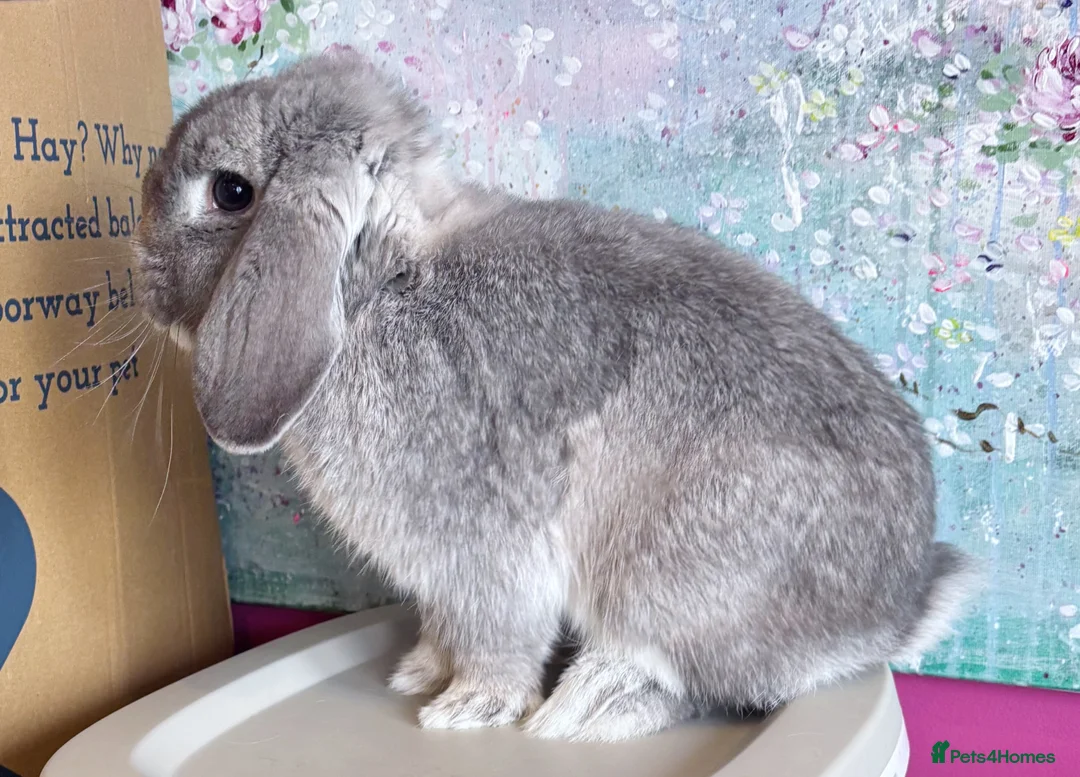 Mini Lop rabbits for sale: Beautiful Lilac Chin Mini Lop Buck Available - Advert 2