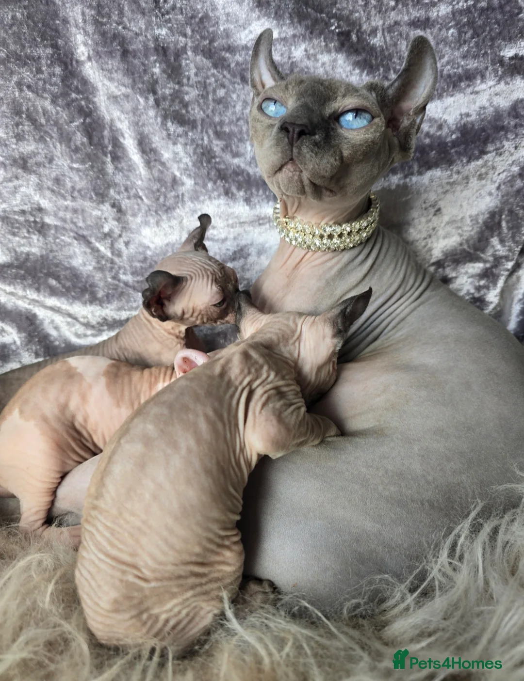Sphynx cats for sale: HEALTH TESTED💖 TICA SPHYNX 💖KITTENS  - Advert 2