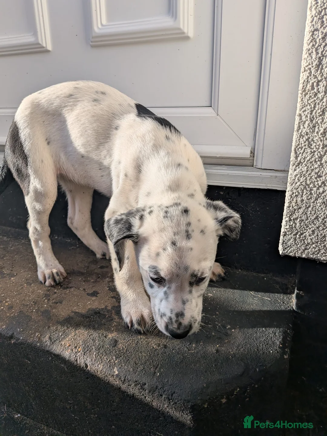 Mixed Breed dogs for sale: Beautiful Collie x Dalmatian Puppies - Advert 22