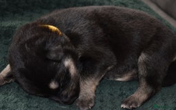 Shepsky dogs for sale: German shepherd x husky puppies - Image 18