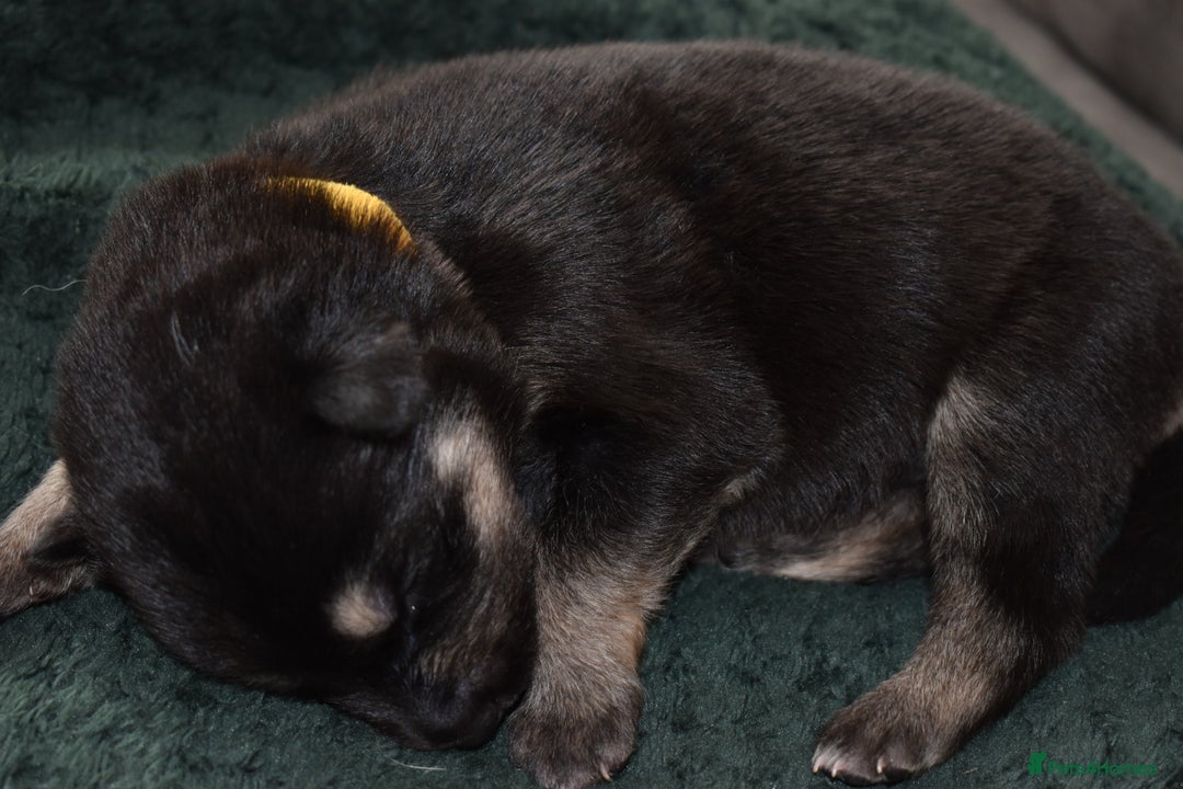 Shepsky dogs for sale: German shepherd x husky puppies - Image 18
