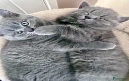 British Shorthair cats for sale: 5  BSH kittens - Image 1