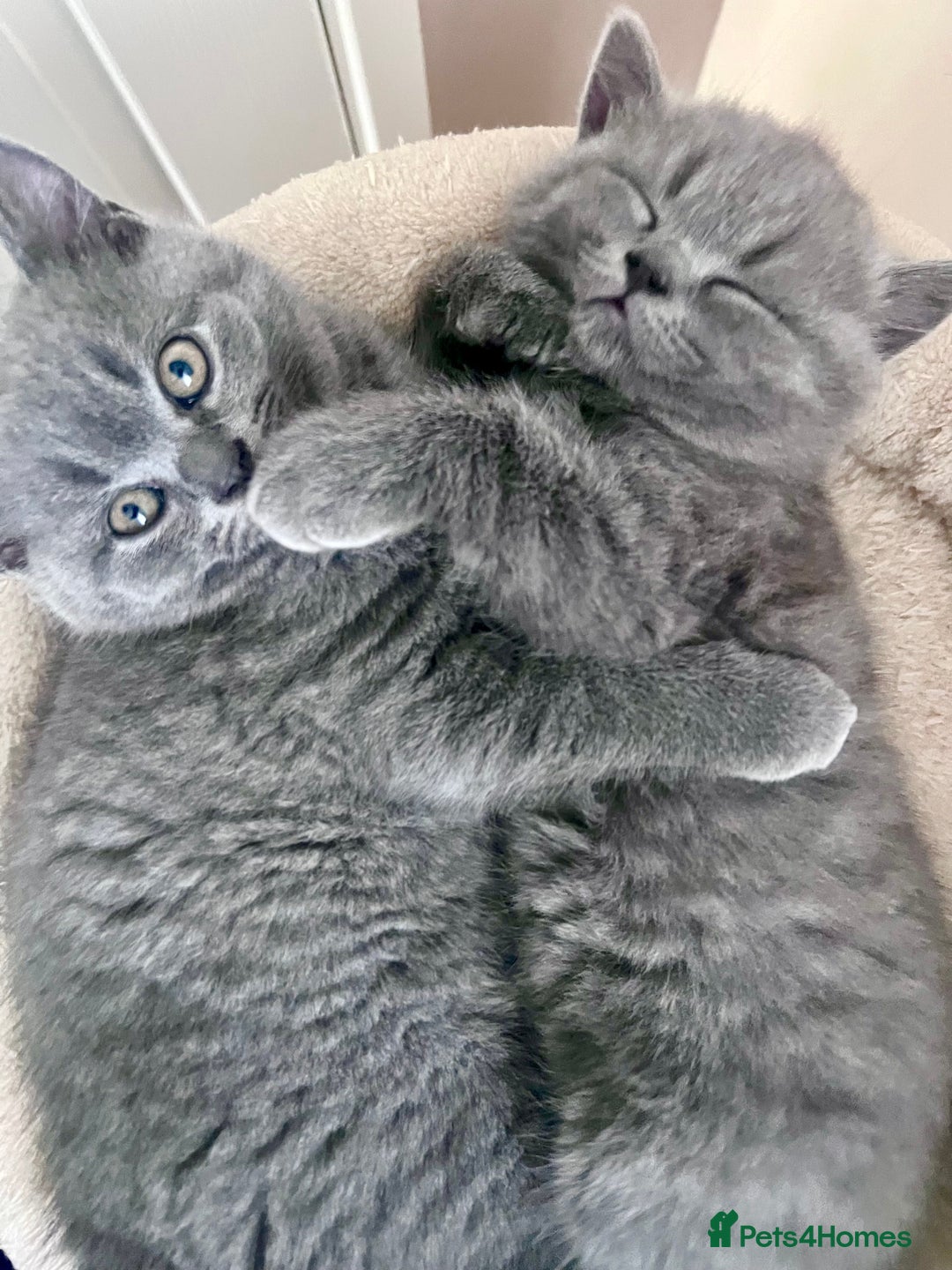 British Shorthair cats for sale: 5  BSH kittens - Image 1