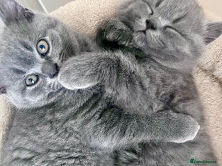 British Shorthair cats - Advert 27