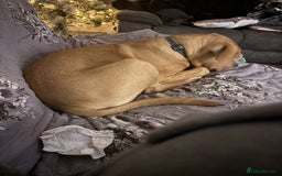 Mixed Breed dogs for sale: 6month old staffy - Advert 2