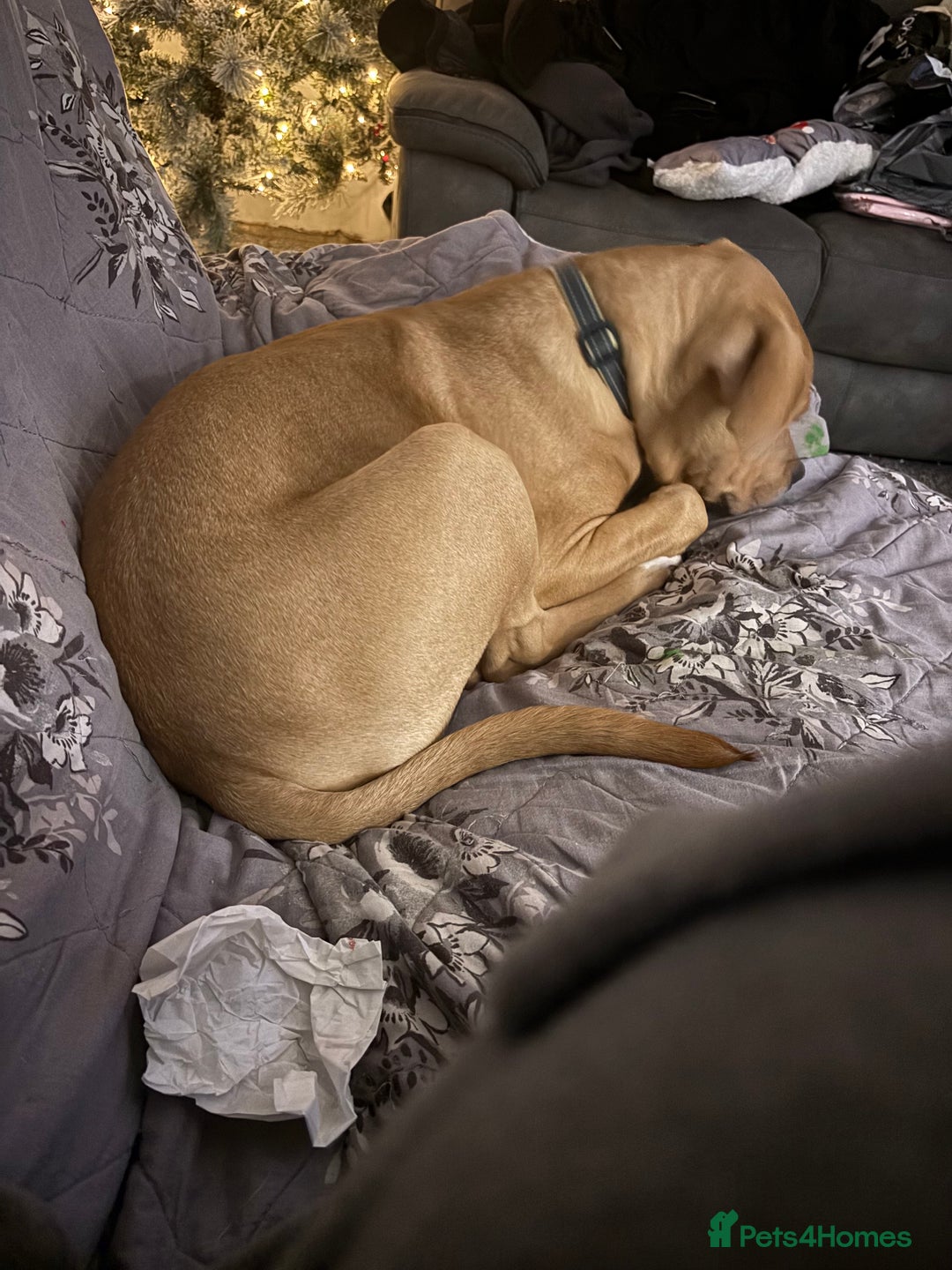 Mixed Breed dogs for sale: 6month old staffy - Advert 2