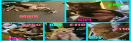 British Shorthair cats for sale: 4 beautiful kittens for sale  in Rotherham - Advert 1