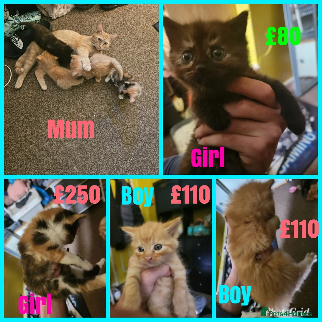 British Shorthair cats for sale: 4 beautiful kittens for sale  in Rotherham - Advert 1