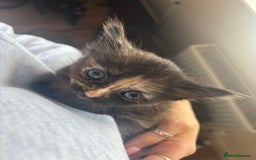 Mixed Breed cats for sale: Tortoiseshell/Mixed Kittens  - Image 1