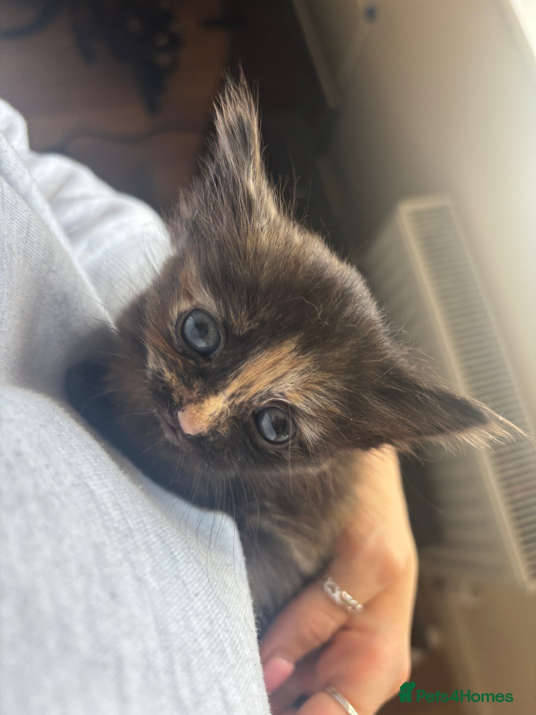 Mixed Breed cats for sale: Tortoiseshell/Mixed Kittens  - Image 1