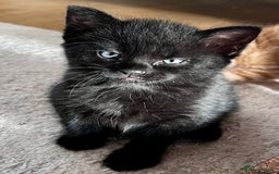 Mixed Breed cats for sale: 7 Beautiful Kittens 2 girls and 5 boys  - Image 6