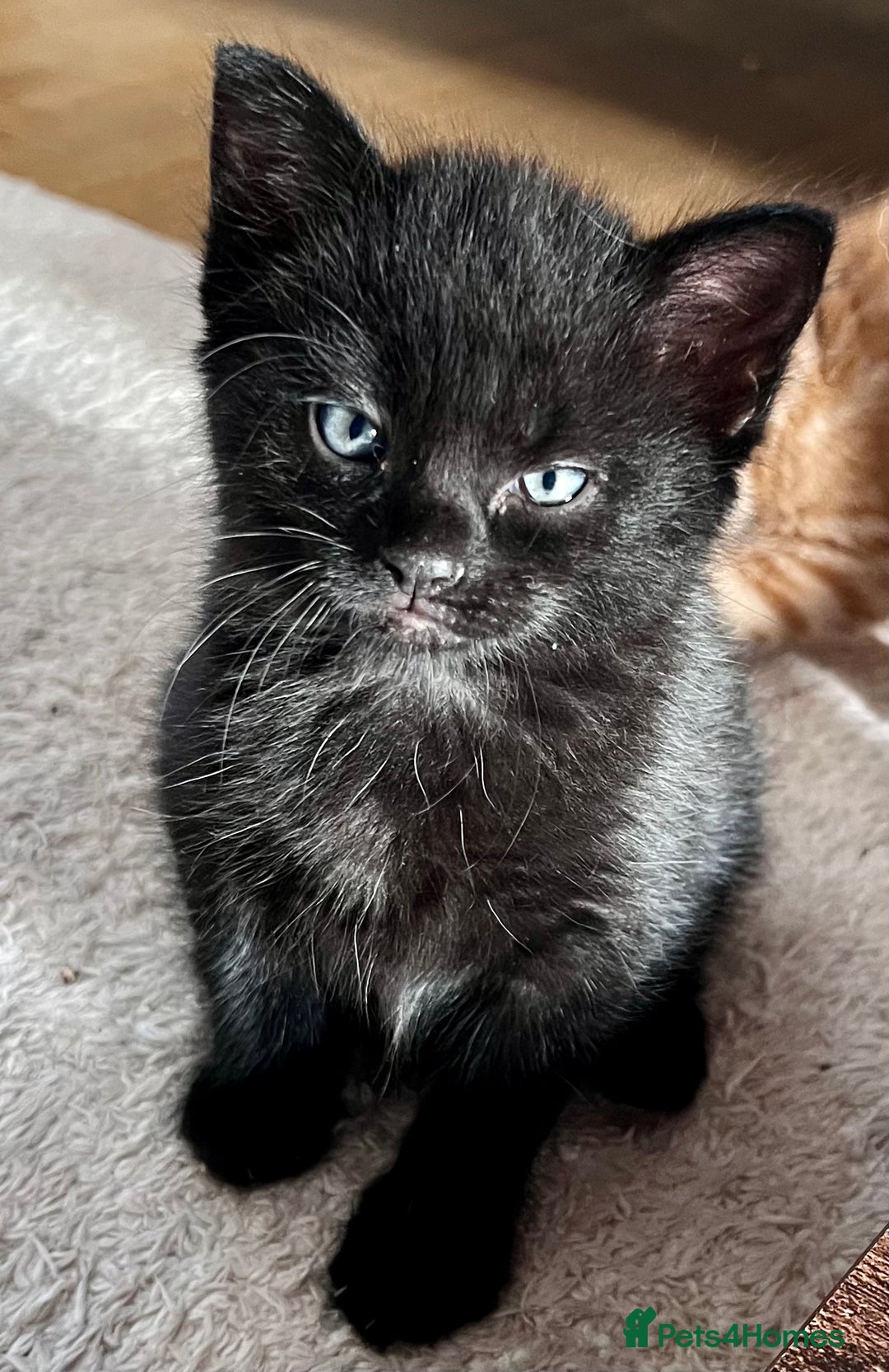 Mixed Breed cats for sale: 7 Beautiful Kittens 2 girls and 5 boys  - Image 6