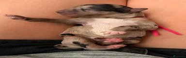 Pink collar 