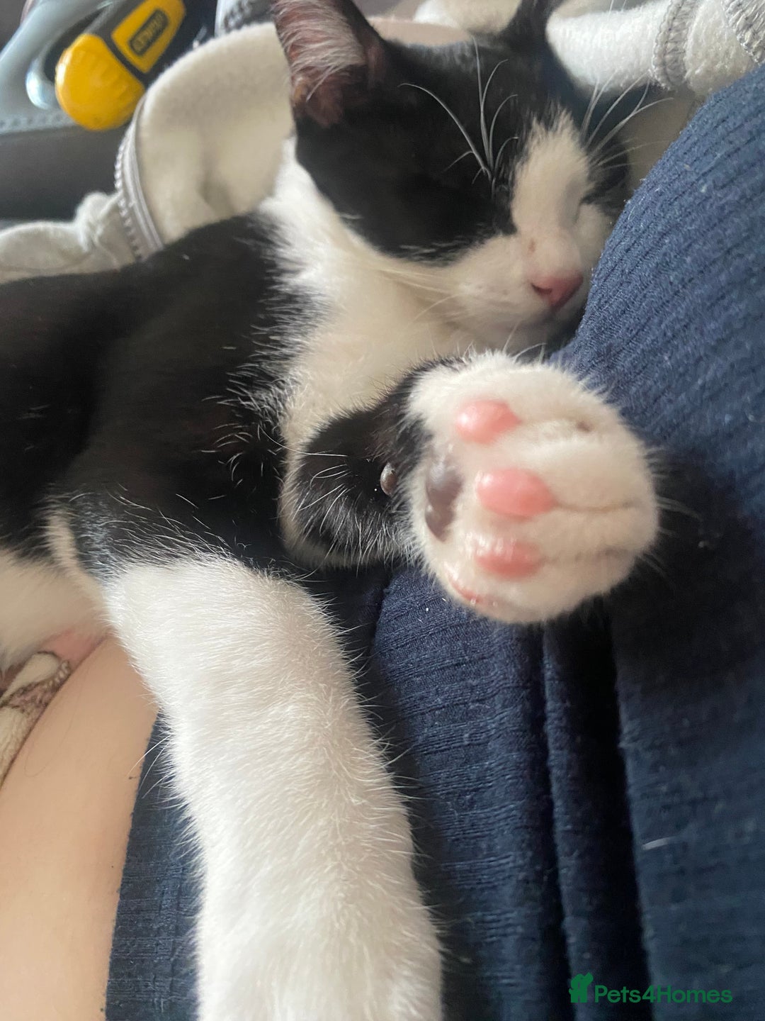 Mixed Breed cats for sale: 2 bonded males needs a home asap - Image 26