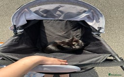 British Shorthair cats for sale: FREE British shorthair cat called mabel - Advert 3