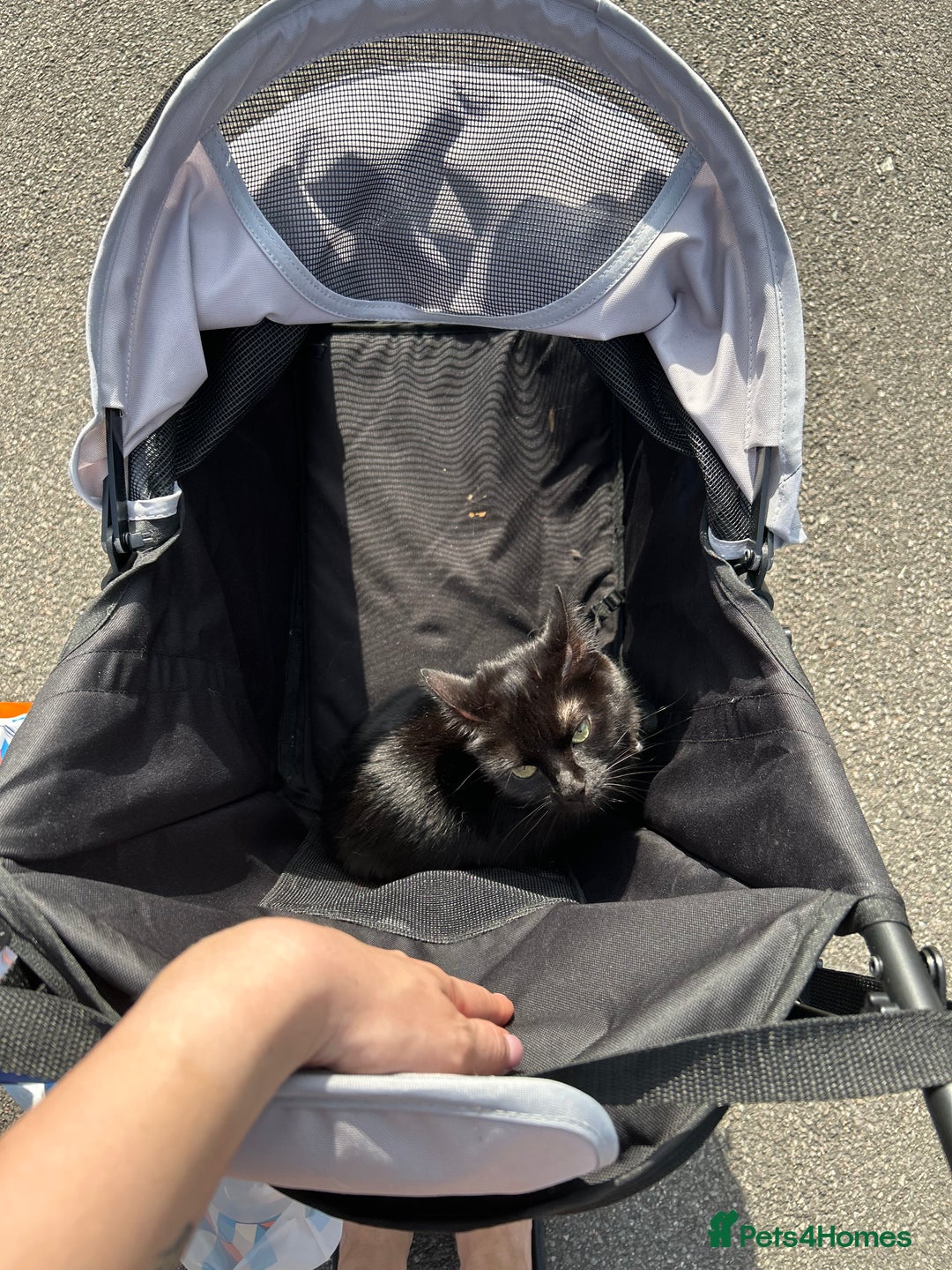 British Shorthair cats for sale: FREE British shorthair cat called mabel - Advert 3