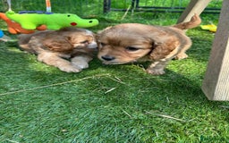 Cavapoo dogs for sale: Beautiful fully DNA tested Cavapoo's  - Image 20