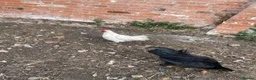 Chickens poultry for sale: Laying hens + other Chickens for Sale  - Advert 10
