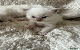 Ragdoll cats for sale: Beautiful litter of Ragdoll baby’s!  - Image 8