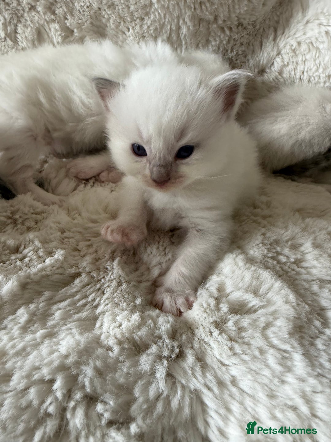 Ragdoll cats for sale: Beautiful litter of Ragdoll baby’s!  - Image 8