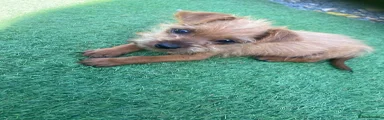 Mixed Breed 2