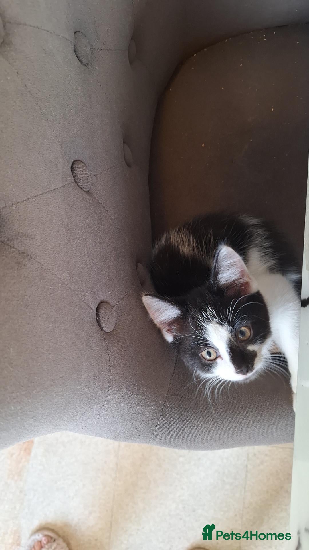 Mixed Breed cats Beautiful kittens for sale - Advert 1